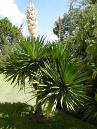Quelles plantes choisir quand on n'a pas la main verte