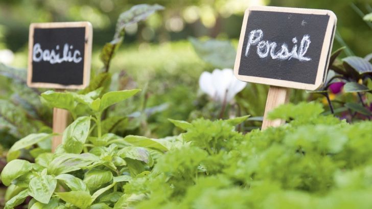 Potager avec des ardoises comme étiquettes