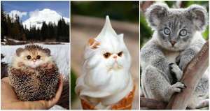 Quand chaque chose devient un chat
