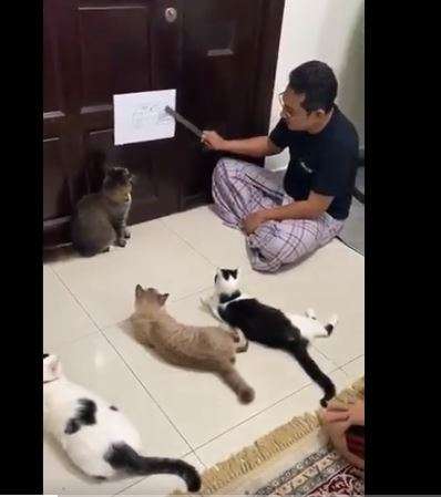 Cet homme explique aux chats le virus Covid-19