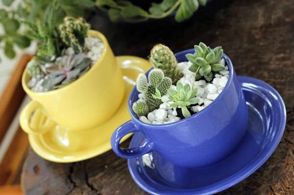 Des plantes succulentes dans des tasses à thé pour une mamie qui aime jardiner ou boire du thé ou les deux