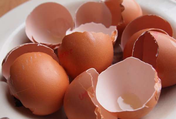 14 Astuces incroyables à faire avec des coquilles d'oeufs - Guide Astuces