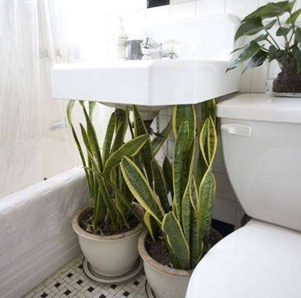 Cacher le siphon du lavabo avec des plantes