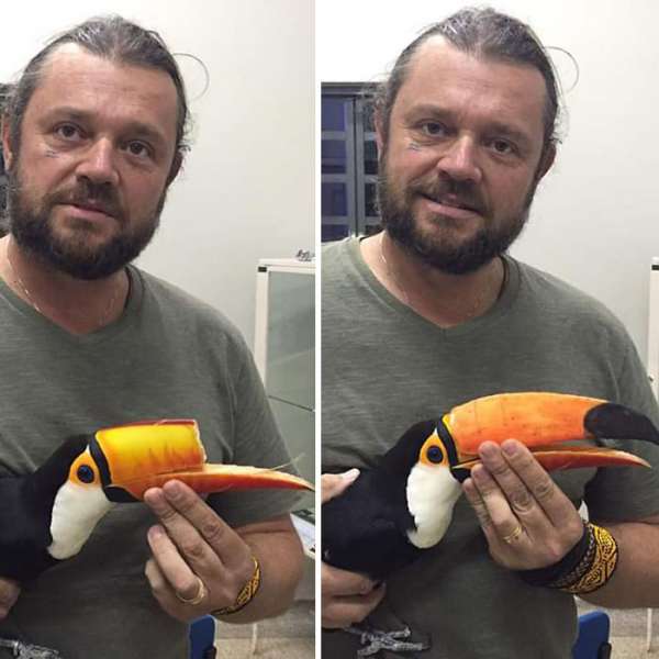 Un toucan avec un bec reconstitué à l'aide d'une imprimante 3D