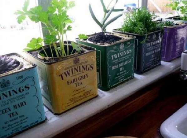 Recyclez des boîtes de thé pour faire pousser vos plantes aromatiques