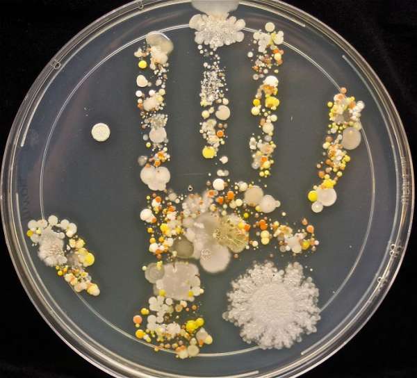 Culture microbienne prise de la main d'un enfant de 8 ans après avoir joué dehors