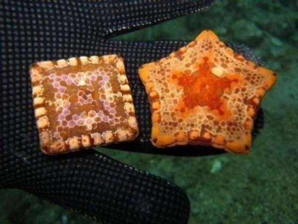 Parfois l'étoile de mer peut prendre une forme carrée suite à des malformations congénitales