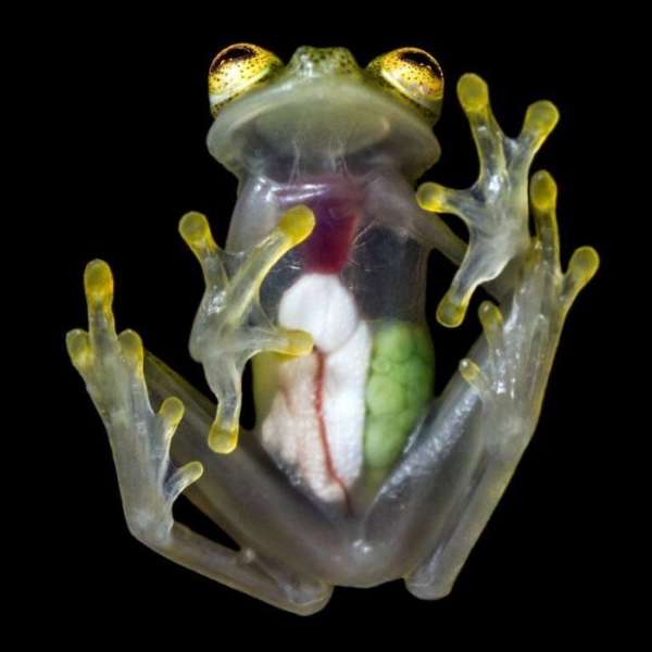 On peut voir les organes de cette grenouille de verre