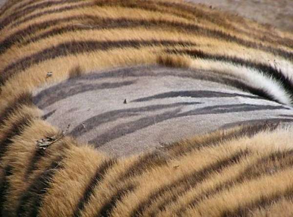 Voici à quoi ressemble la peau du tigre une fois rasée