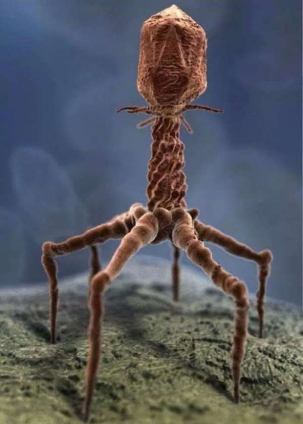 Image traitée d'un virus sous microscope