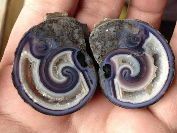 Cette coquille agate