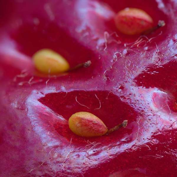 La surface d'une fraise de près
