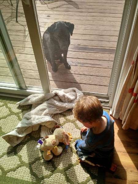 Mon fils donne à manger à son chien doudou alors que son vrai chien regarde déçu
