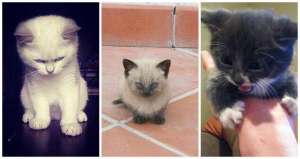 Ces chatons n'ont pas l'air très contents