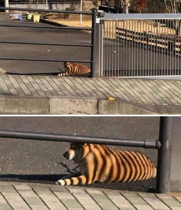 Ceci n'est pas un tigre