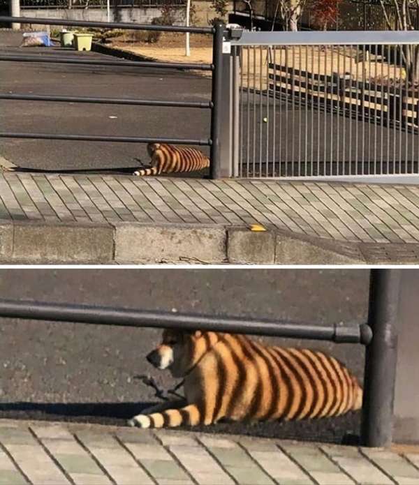 Ceci n'est pas un tigre