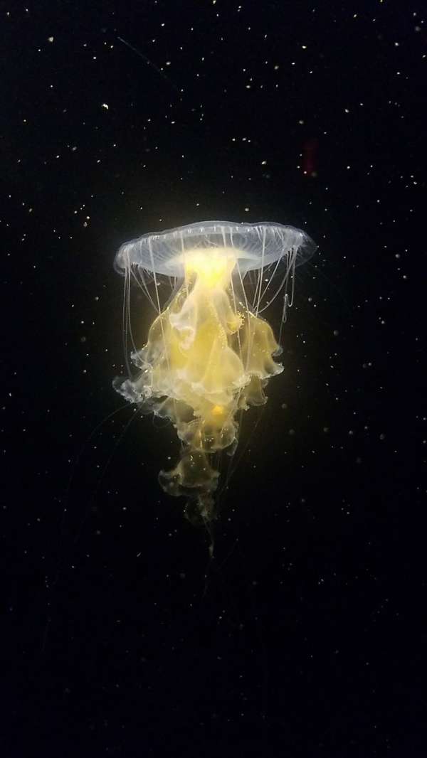 Une méduse qui semble nager dans l'espace