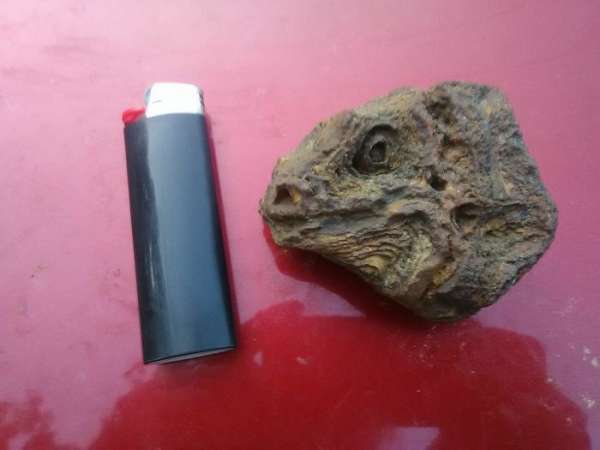 Une pierre qui ressemble à la tête d'un iguane