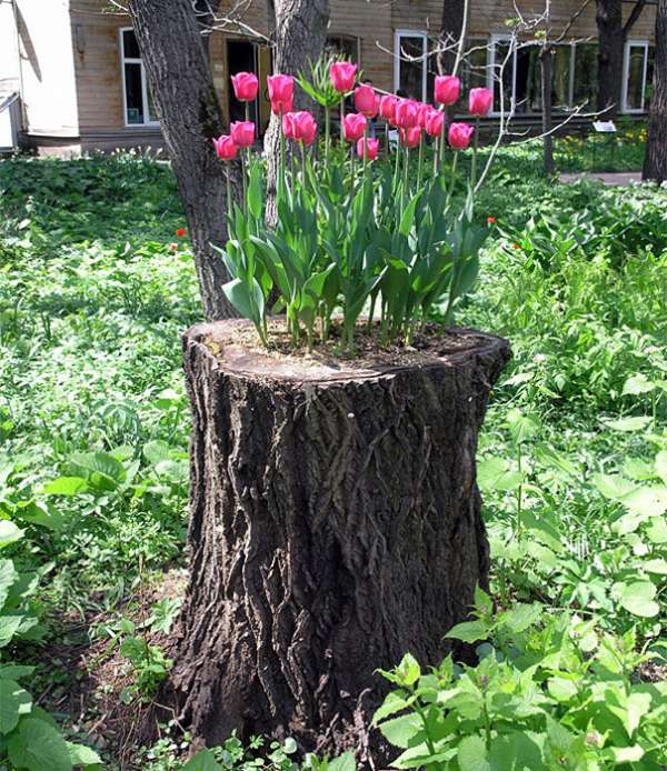 De belles tulipes qu'on a fait pousser sur une souche d'arbre