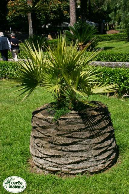 Une plante tropicale dans une souche d'arbre pour les pays chauds