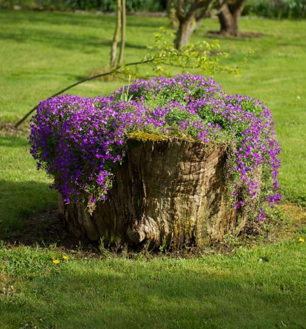 Des fleurs mauves installées dans un tronc d'arbre pour égayer le jardin