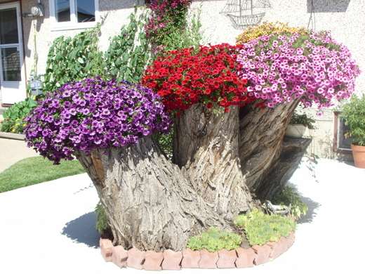 Trois troncs d'arbre transformés en jolis pots de fleurs tricolores
