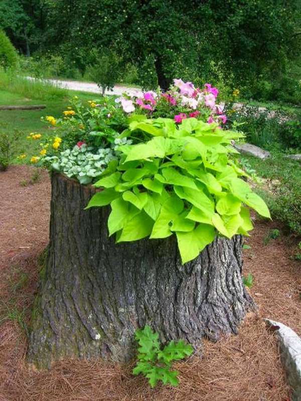 Un ensemble de plantes différentes pour mettre en valeur une vieille souche d'arbre