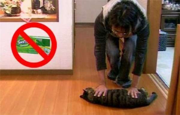 Utilisez votre chat pour nettoyer votre plancher et économiser sur les nettoyants coûteux