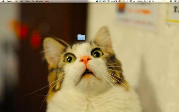 Un fond d'écran idéal pour les fans de chats aux expressions drôles