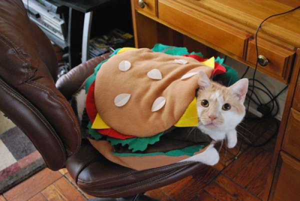 Le chat burger