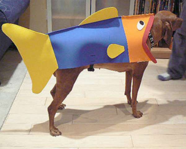 Un poisson chien
