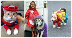 25 Idées de costumes super mignons pour chiens et chats