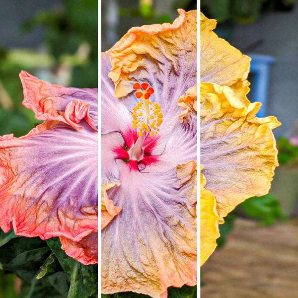 Cet hibiscus change de couleur au fur et à mesure qu'il fleurit dans une même journée