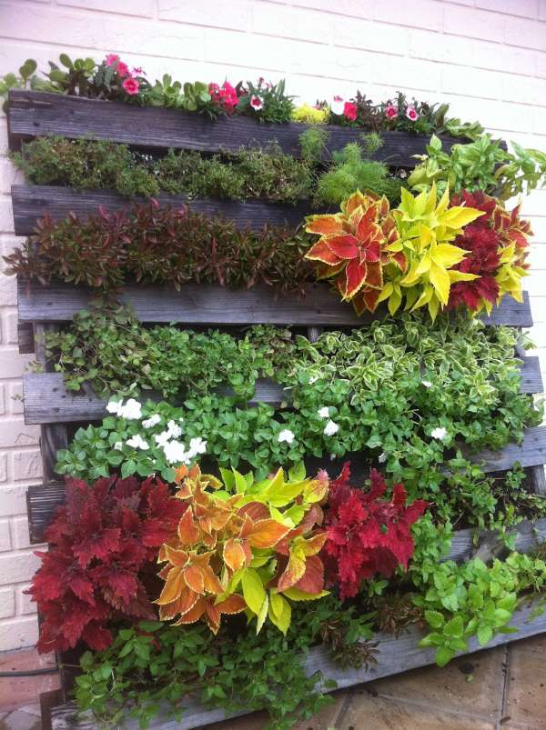 Jardin vertical avec une palette