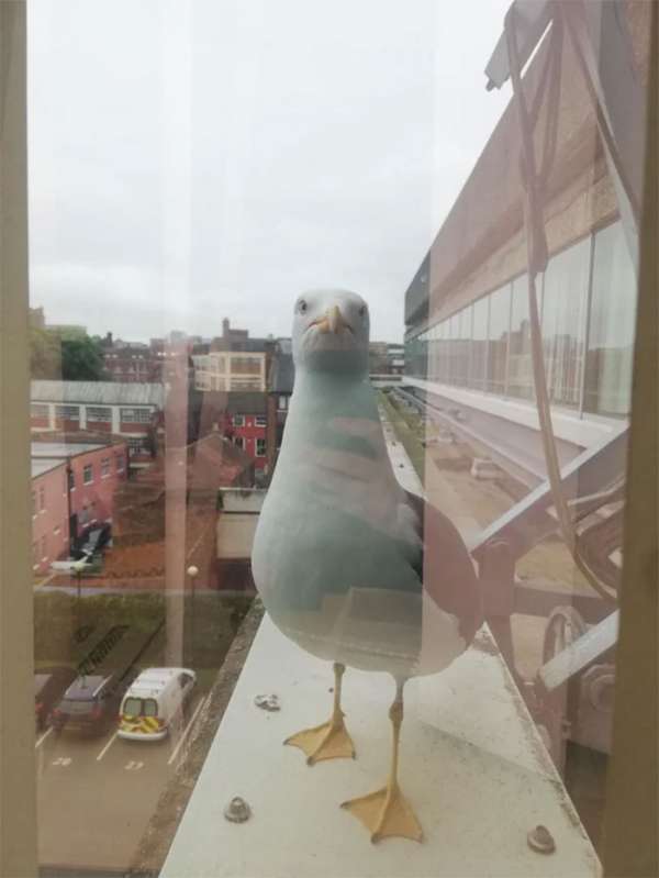 L'oiseau est juste en train de parler à son propre reflet dans la fenêtre.