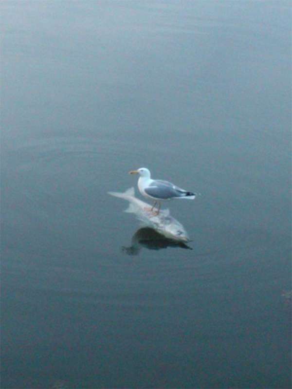 Poisson-taxi
