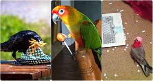 Ces oiseaux prouvent qu'ils sont vraiment marrants
