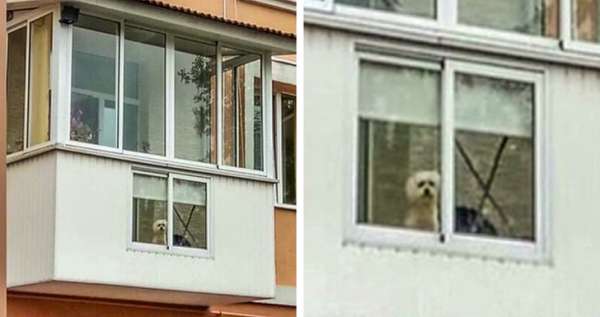 Une petite fenêtre pour que votre chien puisse aussi apprécier la vue