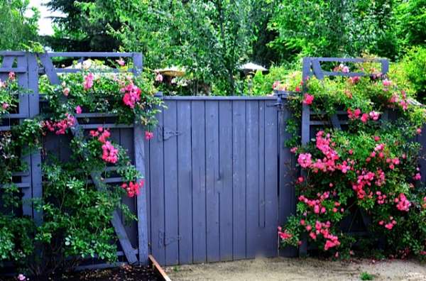 Une clôture mauve personnalisée et un treillis pour les rosiers du jardin