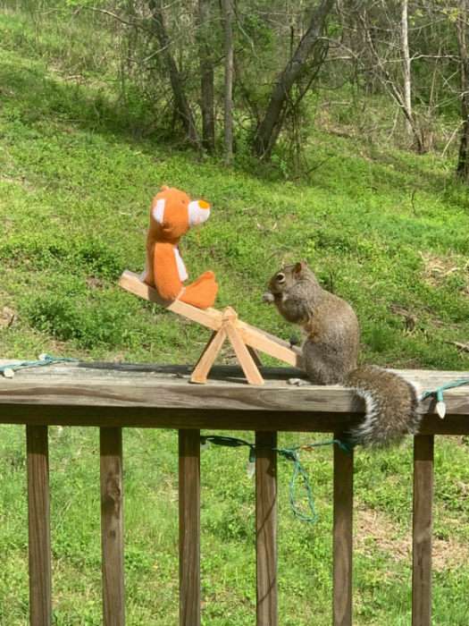 Cette personne a créé une activité pour l'écureuil du coin