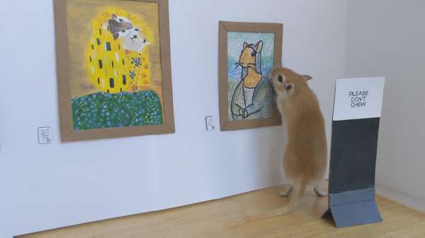 Une galerie d'art pour son animal de compagnie