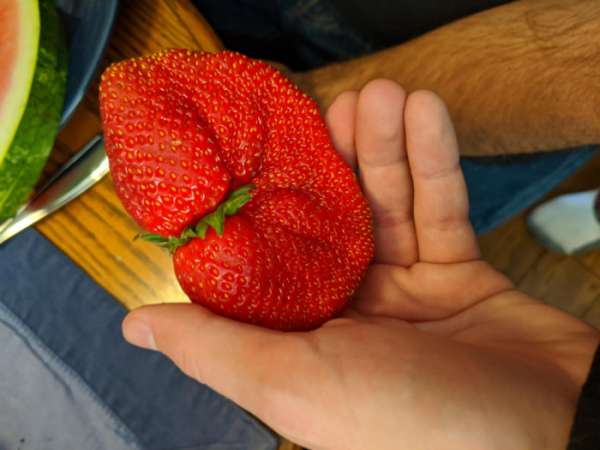 Une fraise pas comme les autres