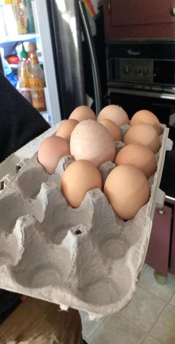 Un œuf plus grand que les autres