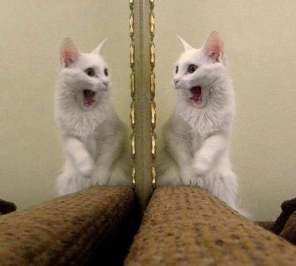 Les chats adorent dramatiser