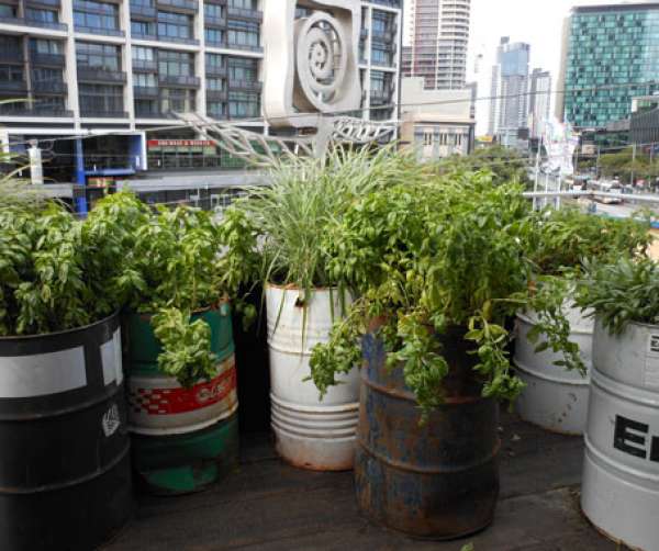 Pots pour plantes ou arbustes