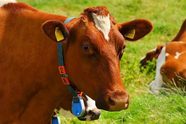 Eloigne les mouches des vaches