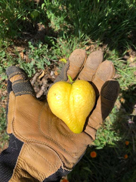 Un beau citron jaune en forme de coeur