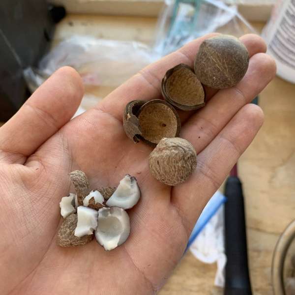 Des noix de coco miniatures