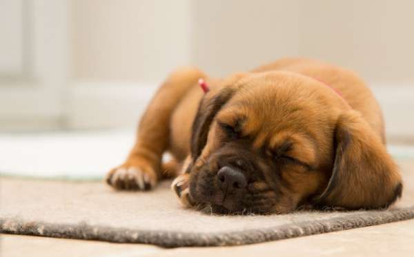 Saupoudrez du bicarbonate de soude sur votre tapis pour enlever les traces et les odeurs d'urine de votre chien