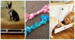 11 Astuces indispensables pour tous ceux qui ont un chien